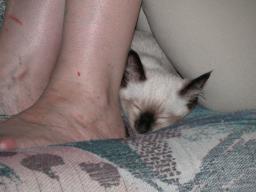 kittens - 071007 35